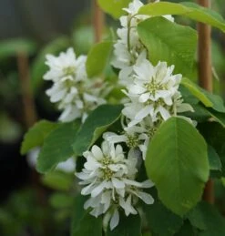 Saskatoon Berry Amelanchier Alnifolia `Saskatoon Berry´ 8 Saskatoon Berry Amelanchier Alnifolia `Saskatoon Berry´ -Deutschland Gartenbedarf Verkäufe 2024 DSC02071