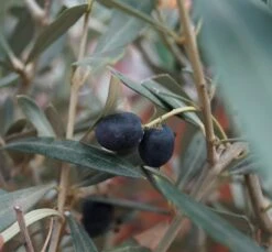Olivenbaum - Stämmchen Olea Europaea