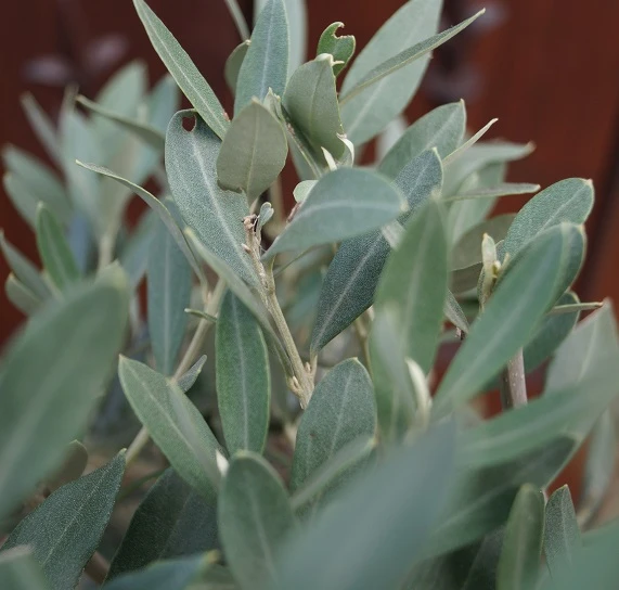 Olivenbaum - Stämmchen Olea Europaea 2 Olivenbaum - Stämmchen Olea Europaea – Bild 2