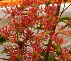 Sieben-Söhne-des-Himmels-Strauch Heptacodium Miconioides 14 Sieben-Söhne-des-Himmels-Strauch Heptacodium Miconioides -Deutschland Gartenbedarf Verkäufe 2024 DSC02842