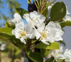 Säulenbirne `Decora´ (zweijährig) Pyrus Communis `Decora´ -Deutschland Gartenbedarf Verkäufe 2024 Decora 1