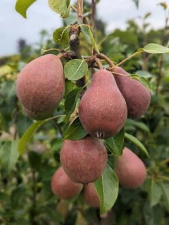 Säulenbirne `Decora´ Pyrus Communis `Decora´ -Deutschland Gartenbedarf Verkäufe 2024 Decora 5