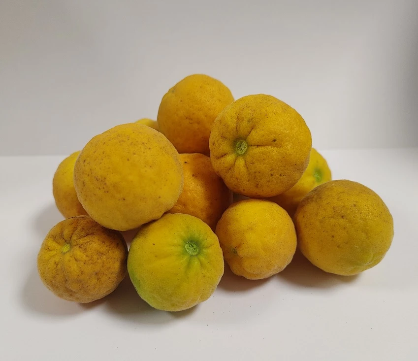 Dreiblättrige Orange Poncirus Trifoliata 2 Dreiblättrige Orange Poncirus Trifoliata – Bild 2