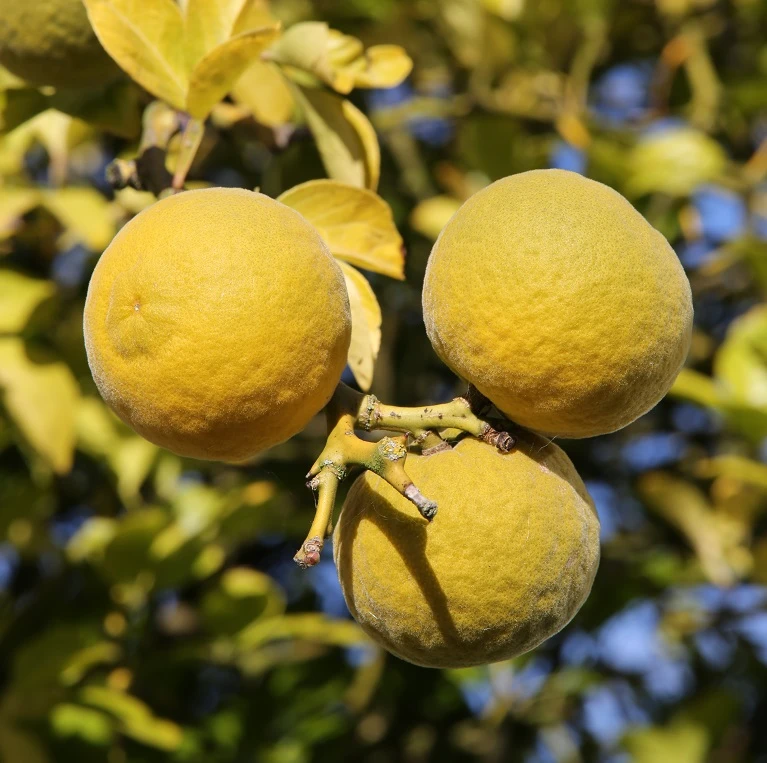 Dreiblättrige Orange Poncirus Trifoliata 1 Dreiblättrige Orange Poncirus Trifoliata