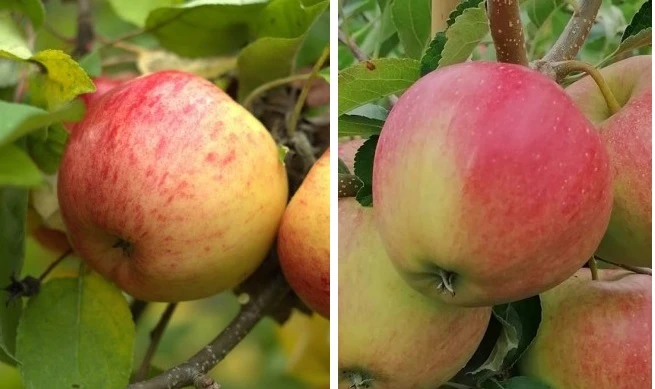 Duo-Apfel, Topaz & Pinova 150-175cm Malus Domestica 1 Duo-Apfel, Topaz & Pinova 150-175cm Malus Domestica