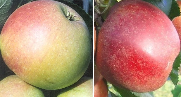 Duo-Apfelbaum `James Grieve´ & `Roter Boskoop´ Malus Domestica 1 Duo-Apfelbaum `James Grieve´ & `Roter Boskoop´ Malus Domestica