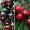 Duo-Kirschbaum `Sunburst´ & `Kordia´ 150-175cm Prunus Avium