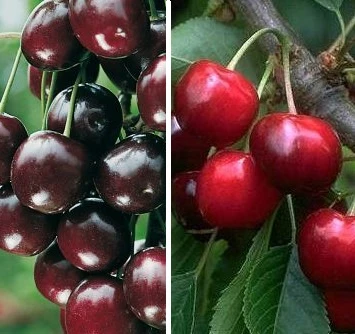 Duo-Kirschbaum `Sunburst´ & `Kordia´ 150-175cm Prunus Avium 1 Duo-Kirschbaum `Sunburst´ & `Kordia´ 150-175cm Prunus Avium