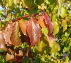 Eisenholzbaum Parrotia Persica -Deutschland Gartenbedarf Verkäufe 2024 Eisenholzbaum