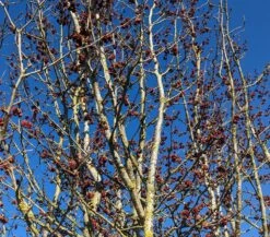 Eisenholzbaum Parrotia Persica -Deutschland Gartenbedarf Verkäufe 2024 Eisenholzbaum Bl te 2