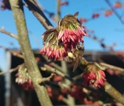Eisenholzbaum Parrotia Persica -Deutschland Gartenbedarf Verkäufe 2024 Eisenholzbaum bl te und BieneataOpQ1apbuNb