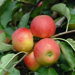 Elstar ® Malus Domestica 8 Elstar ® Malus Domestica -Deutschland Gartenbedarf Verkäufe 2024 Elstar
