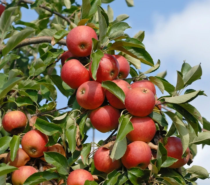 Elstar ® Malus Domestica 1 Elstar ® Malus Domestica