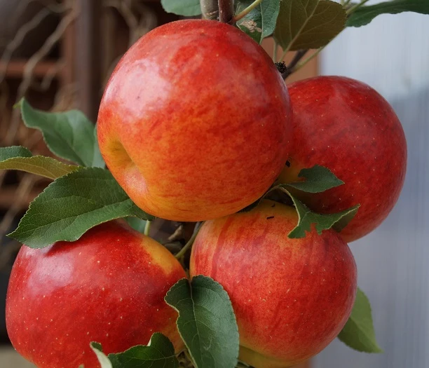 Elstar ® Malus Domestica 2 Elstar ® Malus Domestica – Bild 2