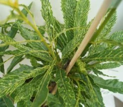 Esskastanie `Asplenifolia´ Castanea Sativa `Asplenifolia´ -Deutschland Gartenbedarf Verkäufe 2024 Esskastanie Asplenifolia1