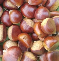 Duo-Esskastanie, Belle Epine & Bouche De Betizac Castanea Sativa -Deutschland Gartenbedarf Verkäufe 2024 Esskastanie Belle EpineGmNJQelgJyOMr