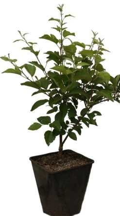 Zierapfel `Evereste´ Malus 8 Zierapfel `Evereste´ Malus -Deutschland Gartenbedarf Verkäufe 2024 Evereste