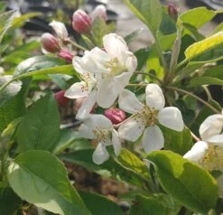 Zierapfel `Evereste´ Malus 7 Zierapfel `Evereste´ Malus -Deutschland Gartenbedarf Verkäufe 2024 Evereste1