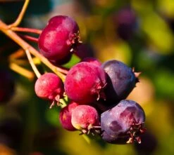 Deutschland Gartenbedarf Verkäufe 2024 25 Felsenbirne `Saskablue®´ Amelanchier Alnifolia `Saskablue´