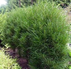 Farnblättriger Säulen-Faulbaum `Fine Line´ Rhamnus Frangula `Fine Line´ -Deutschland Gartenbedarf Verkäufe 2024 Fine LIne Kordes Jungpflanzen