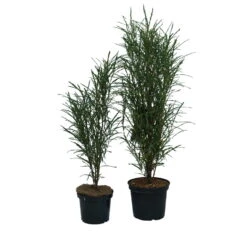 Farnblättriger Säulen-Faulbaum `Fine Line´ Rhamnus Frangula `Fine Line´ -Deutschland Gartenbedarf Verkäufe 2024 Fine Line Faulbaum 2