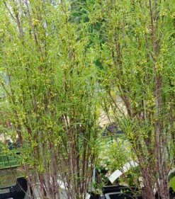 Farnblättriger Säulen-Faulbaum `Fine Line´ Rhamnus Frangula `Fine Line´ -Deutschland Gartenbedarf Verkäufe 2024 Fine Line Faulbaum2hoNsuPdexv4OK