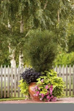 Farnblättriger Säulen-Faulbaum `Fine Line´ Rhamnus Frangula `Fine Line´ -Deutschland Gartenbedarf Verkäufe 2024 Fine Line Kordes Jungpflanzen1