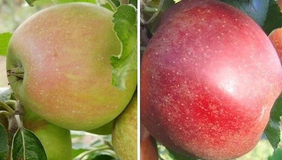 Duo-Apfelbaum `Finkenwerder Herbstprinz´ & `Roter Boskoop´ Malus Domestica 1 Duo-Apfelbaum `Finkenwerder Herbstprinz´ & `Roter Boskoop´ Malus Domestica