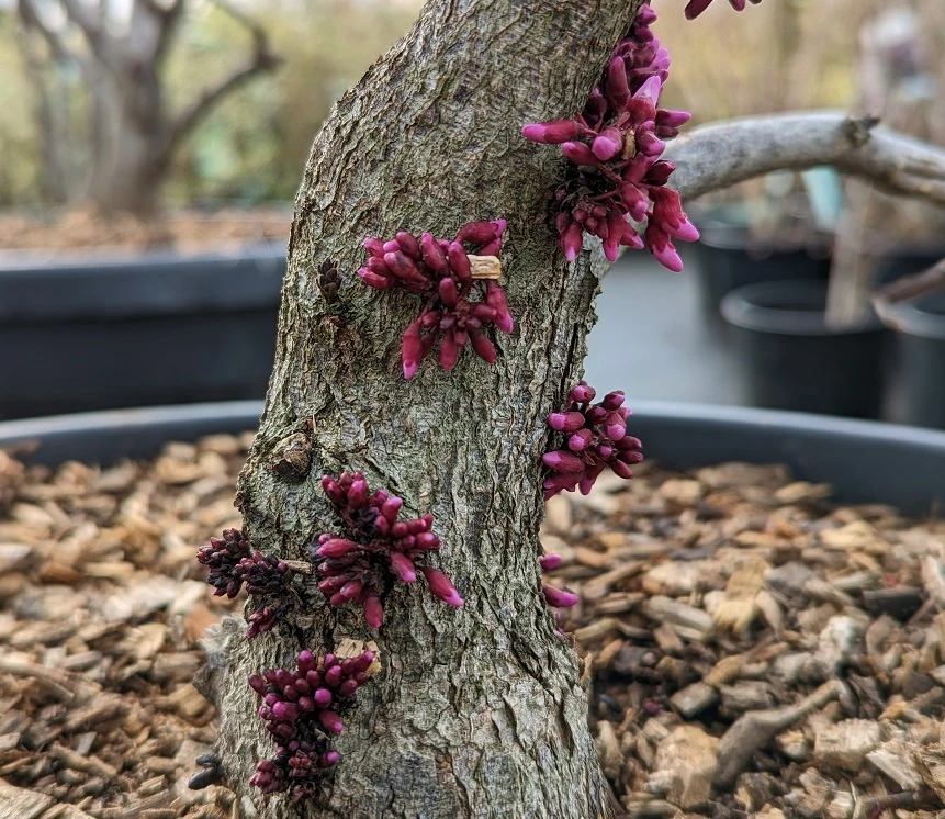 Judasbaum `Forest Pansy´ Cercis Canadensis 2 Judasbaum `Forest Pansy´ Cercis Canadensis – Bild 2