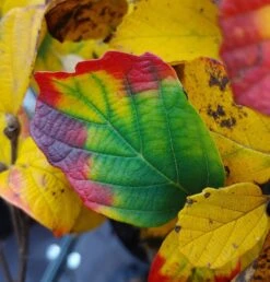 Großer Federbuschstrauch Fothergilla Major 8 Großer Federbuschstrauch Fothergilla Major -Deutschland Gartenbedarf Verkäufe 2024 Fothergilla Herbstf rbung1