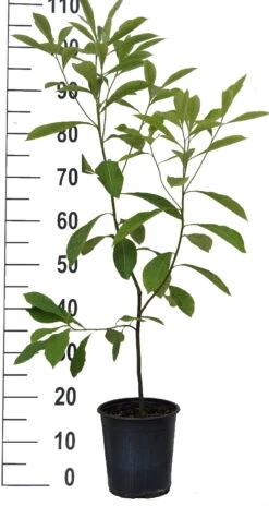 Franklinia Alatamaha "Franklinie / Franklinbaum" Franklinia Alatamaha -Deutschland Gartenbedarf Verkäufe 2024 Franklinie neu weiss