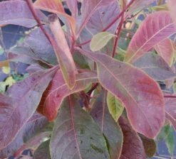 Franklinia Alatamaha "Franklinie / Franklinbaum" Franklinia Alatamaha -Deutschland Gartenbedarf Verkäufe 2024 Frankliniha