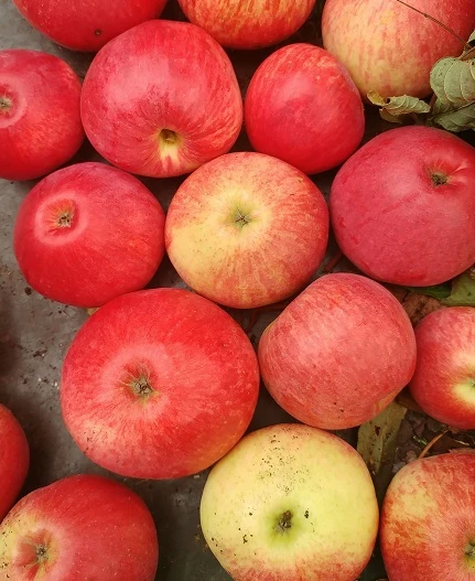 Säulenapfel `Frenic´ Malus Domestica 2 Säulenapfel `Frenic´ Malus Domestica – Bild 2