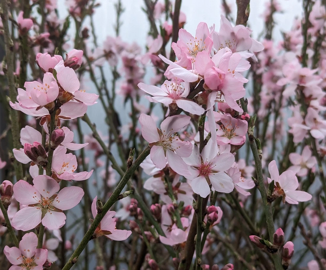 Zwerg-Fruchtmandel `Garden Prince´ Prunus `Zwerg-Fruchtmandel´ 1 Zwerg-Fruchtmandel `Garden Prince´ Prunus `Zwerg-Fruchtmandel´