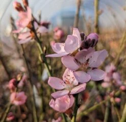 Zwerg-Fruchtmandel `Garden Prince´ Prunus `Zwerg-Fruchtmandel´ 8 Zwerg-Fruchtmandel `Garden Prince´ Prunus `Zwerg-Fruchtmandel´ -Deutschland Gartenbedarf Verkäufe 2024 Garden Prince Bl te2