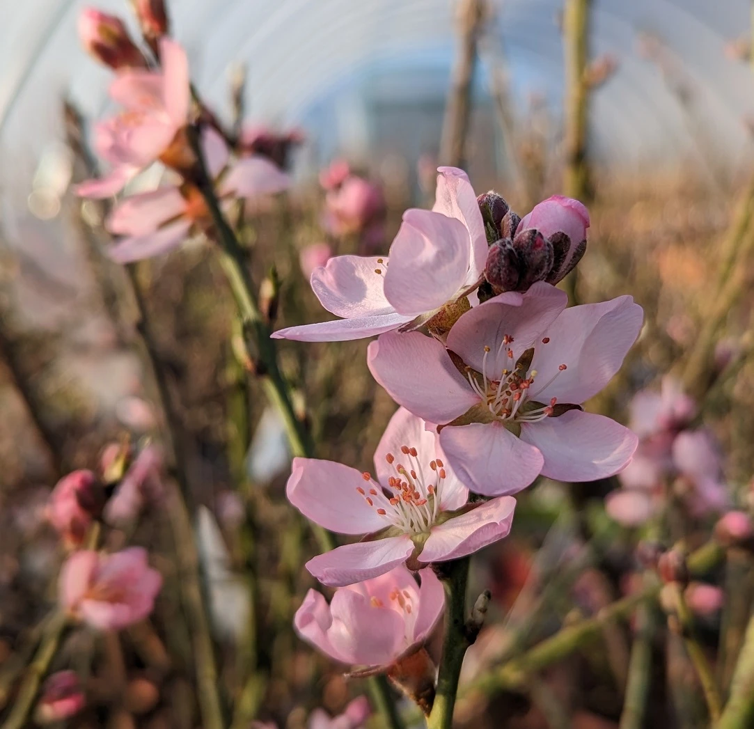 Zwerg-Fruchtmandel `Garden Prince´ Prunus `Zwerg-Fruchtmandel´ 4 Zwerg-Fruchtmandel `Garden Prince´ Prunus `Zwerg-Fruchtmandel´ – Bild 4