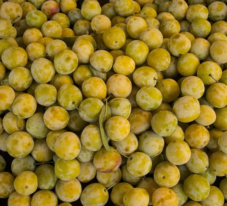 Oullins Reneklode Prunus Domestica Subsp. Italica `Oullins´ 1 Oullins Reneklode Prunus Domestica Subsp. Italica `Oullins´