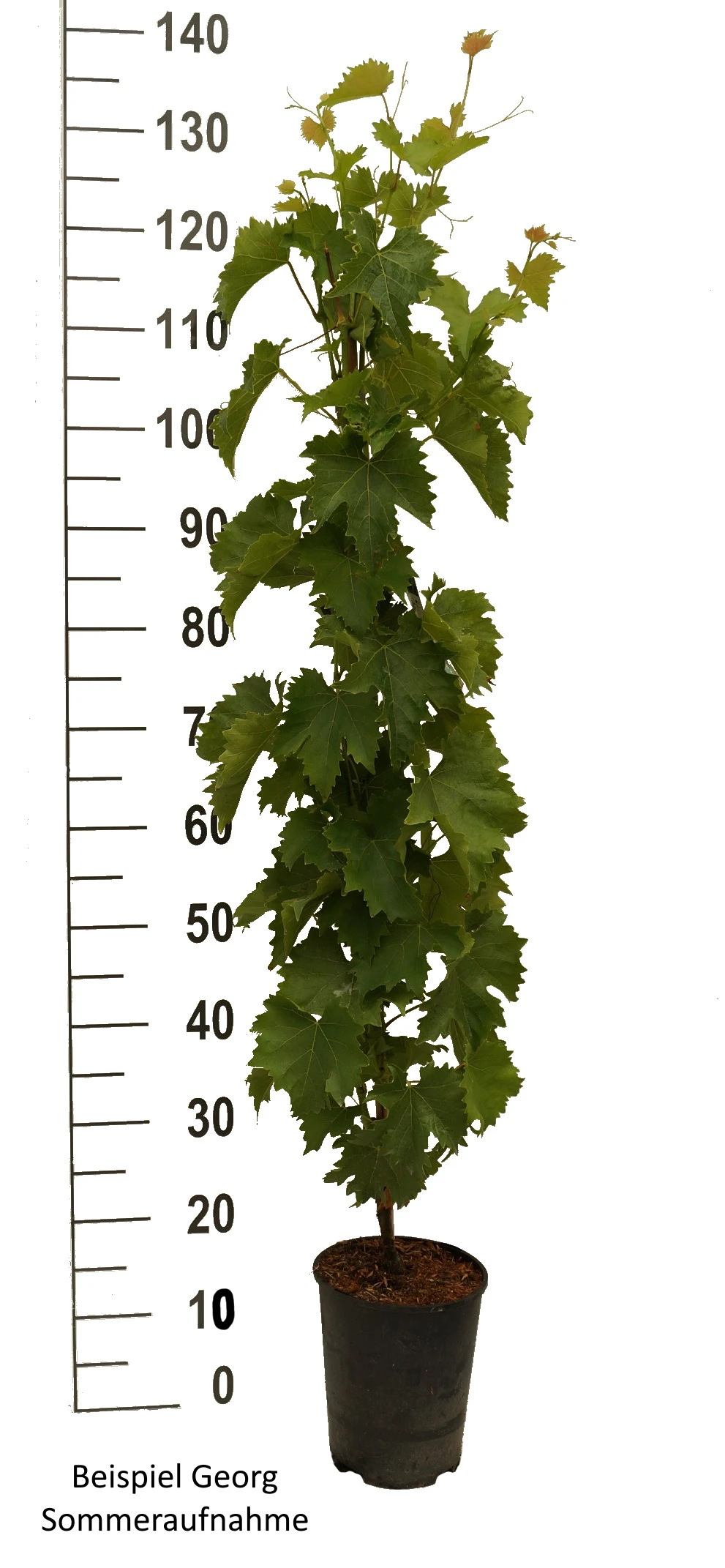 Tafeltraube `Georg´ Vitis `Georg´ 2 Tafeltraube `Georg´ Vitis `Georg´ – Bild 2