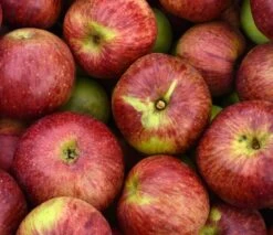 Gewürzluiken Malus Domestica `Gewürzluiken´