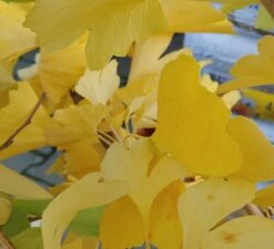 Ginkgo / Fächerblattbaum Ginkgo Biloba 5 Ginkgo / Fächerblattbaum Ginkgo Biloba -Deutschland Gartenbedarf Verkäufe 2024 Ginkgo biloba Herbstf rbung