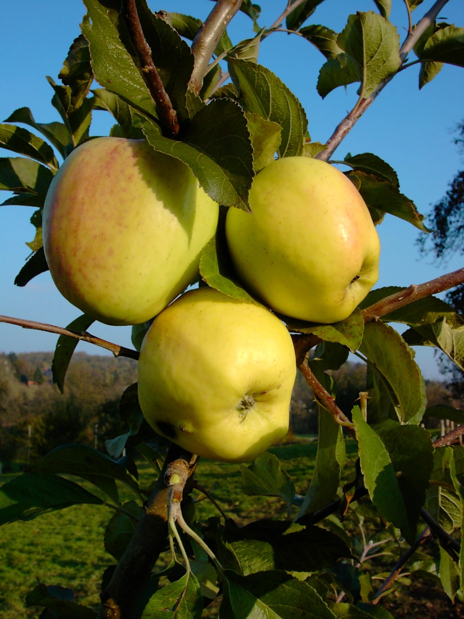 Weißer Winterglockenapfel Malus Domestica 1 Weißer Winterglockenapfel Malus Domestica