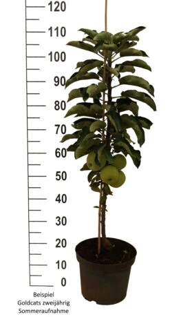 Säulenapfel `Goldcats´ Malus Domestica `Goldcats´ -Deutschland Gartenbedarf Verkäufe 2024 Goldcats zweij hrig weiss