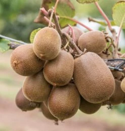 Deutschland Gartenbedarf Verkäufe 2024 15 Gold-Kiwi Actinidia Deliciosa `Golden Kiwi´