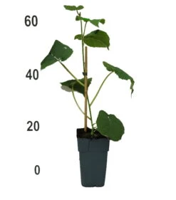 Gold-Kiwi Actinidia Deliciosa `Golden Kiwi´ 5 Gold-Kiwi Actinidia Deliciosa `Golden Kiwi´ -Deutschland Gartenbedarf Verkäufe 2024 Goldkiwi4