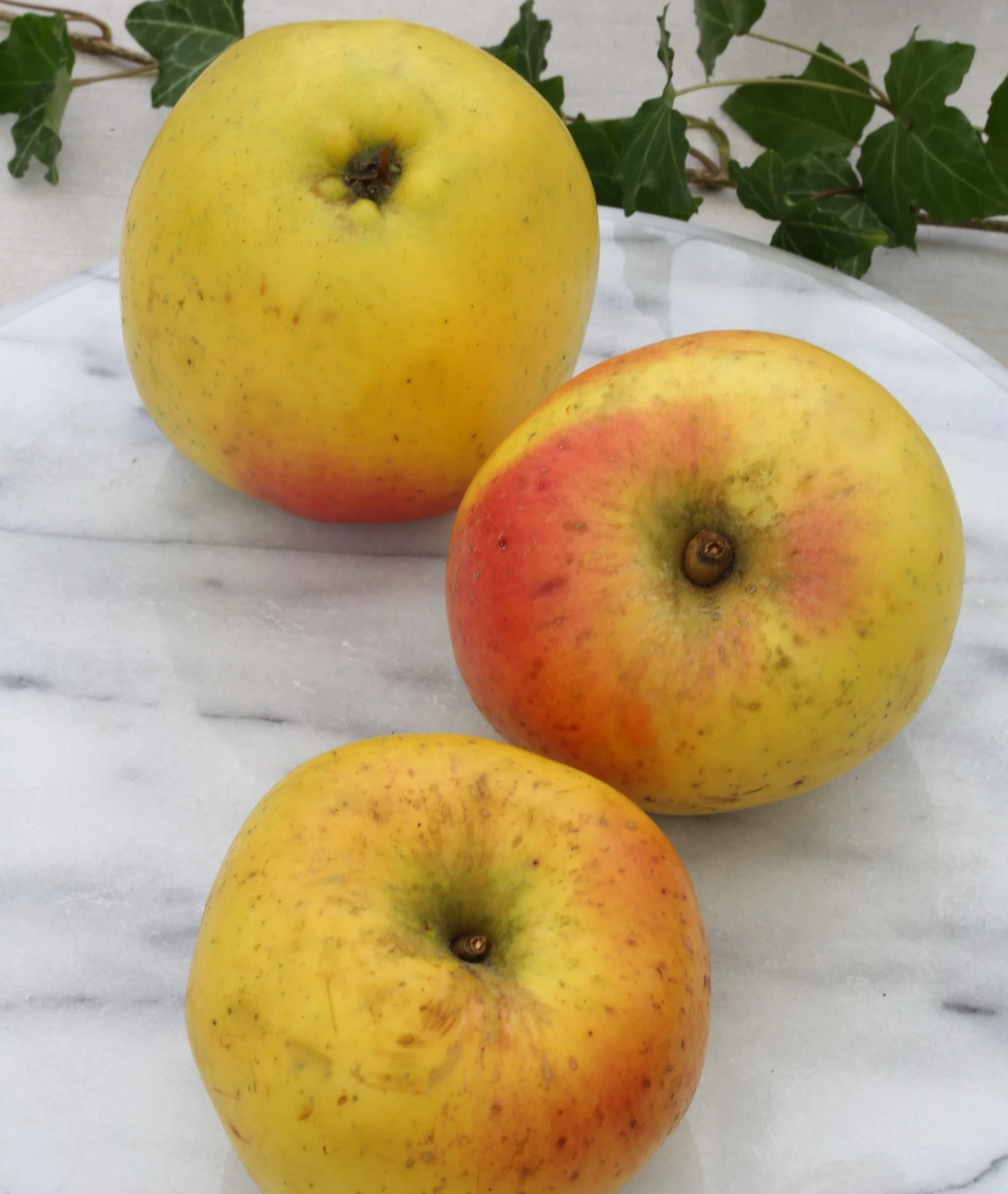 Grahams Jubiläumsapfel Malus Domestica `Graham´s Jubiläumsapfel´ 1 Grahams Jubiläumsapfel Malus Domestica `Graham´s Jubiläumsapfel´