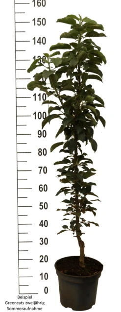 Säulenapfel `GreenCats´ Malus Domestica `Greencats´ -Deutschland Gartenbedarf Verkäufe 2024 Greencats weiss