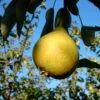 Gute Graue Pyrus Communis `Gute Graue´
