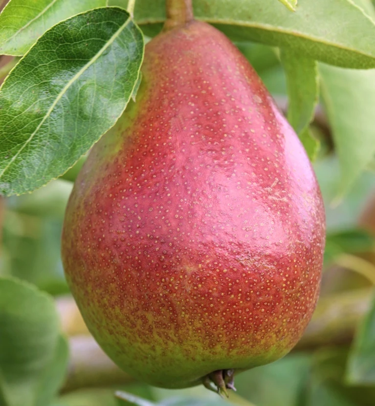 Gute Luise Pyrus Communis `Gute Luise´ 1 Gute Luise Pyrus Communis `Gute Luise´