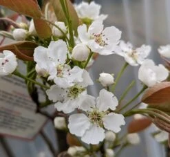 Nashi Hakko Pyrus Pyrifolia `Hakko´ -Deutschland Gartenbedarf Verkäufe 2024 Hakko Bl te