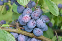 Hanita ® Prunus Domestica `Hanita -Deutschland Gartenbedarf Verkäufe 2024 Hanita3